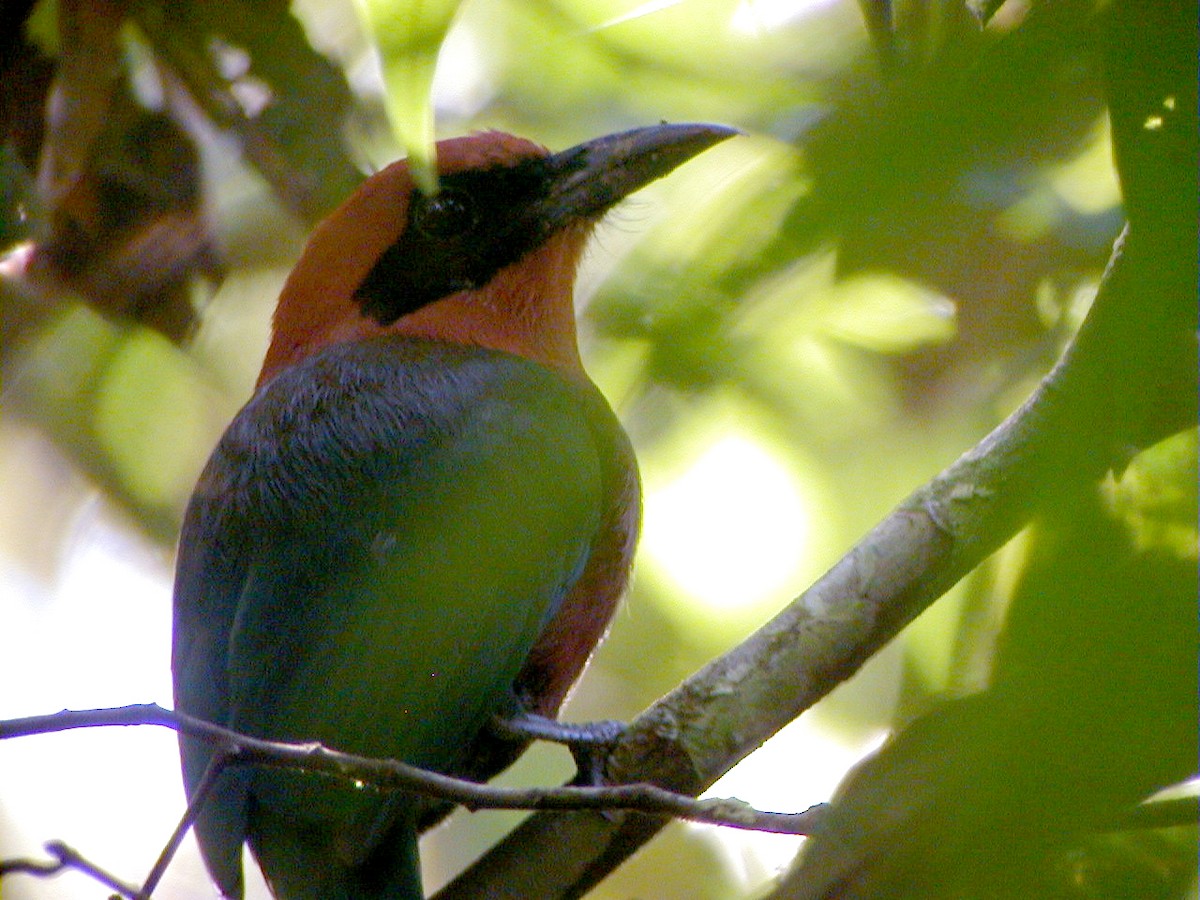 Rufous Motmot - Jay McGowan