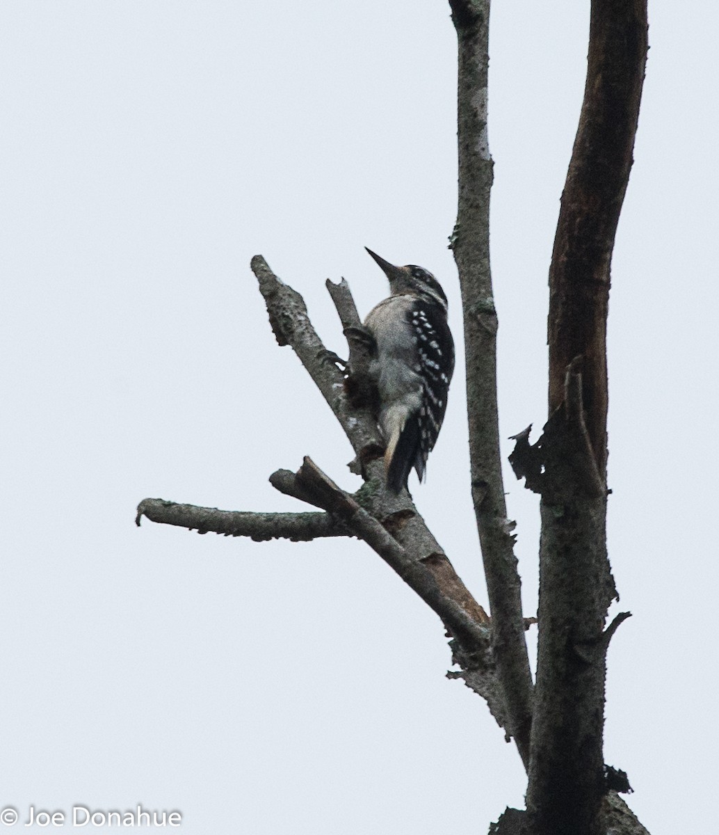 Hairy Woodpecker - ML114219531