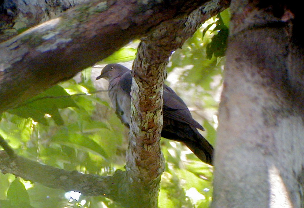 Plumbeous Pigeon - ML114219561