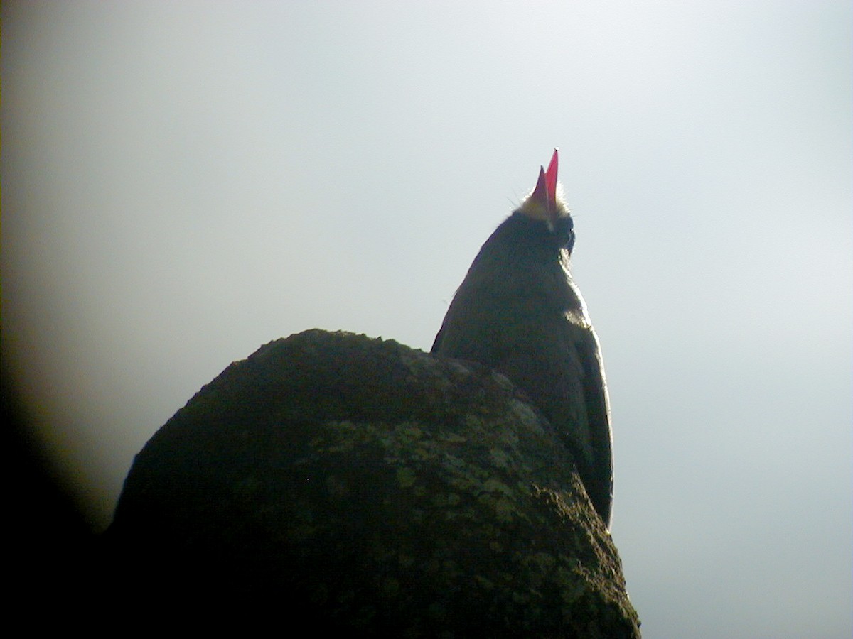 White-fronted Nunbird - ML114219611