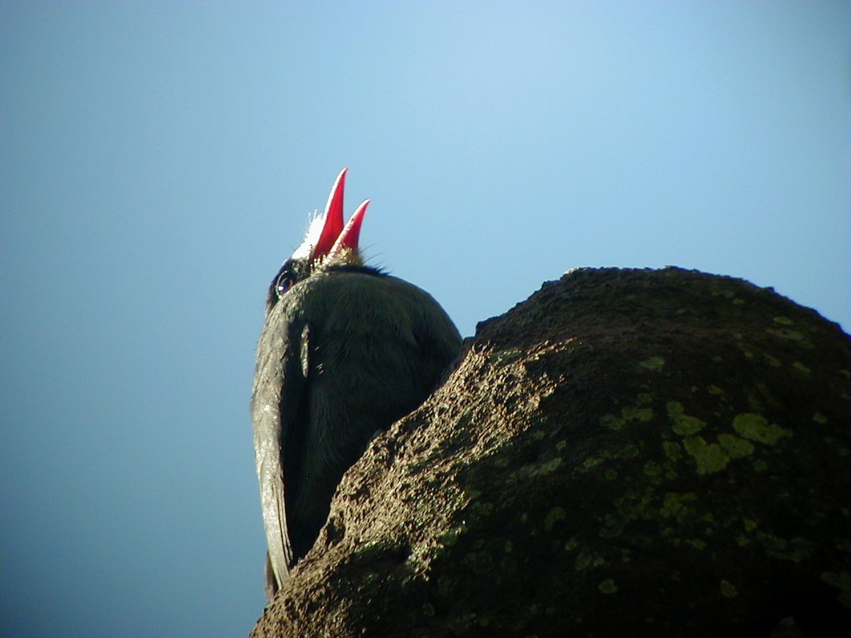 White-fronted Nunbird - ML114219621