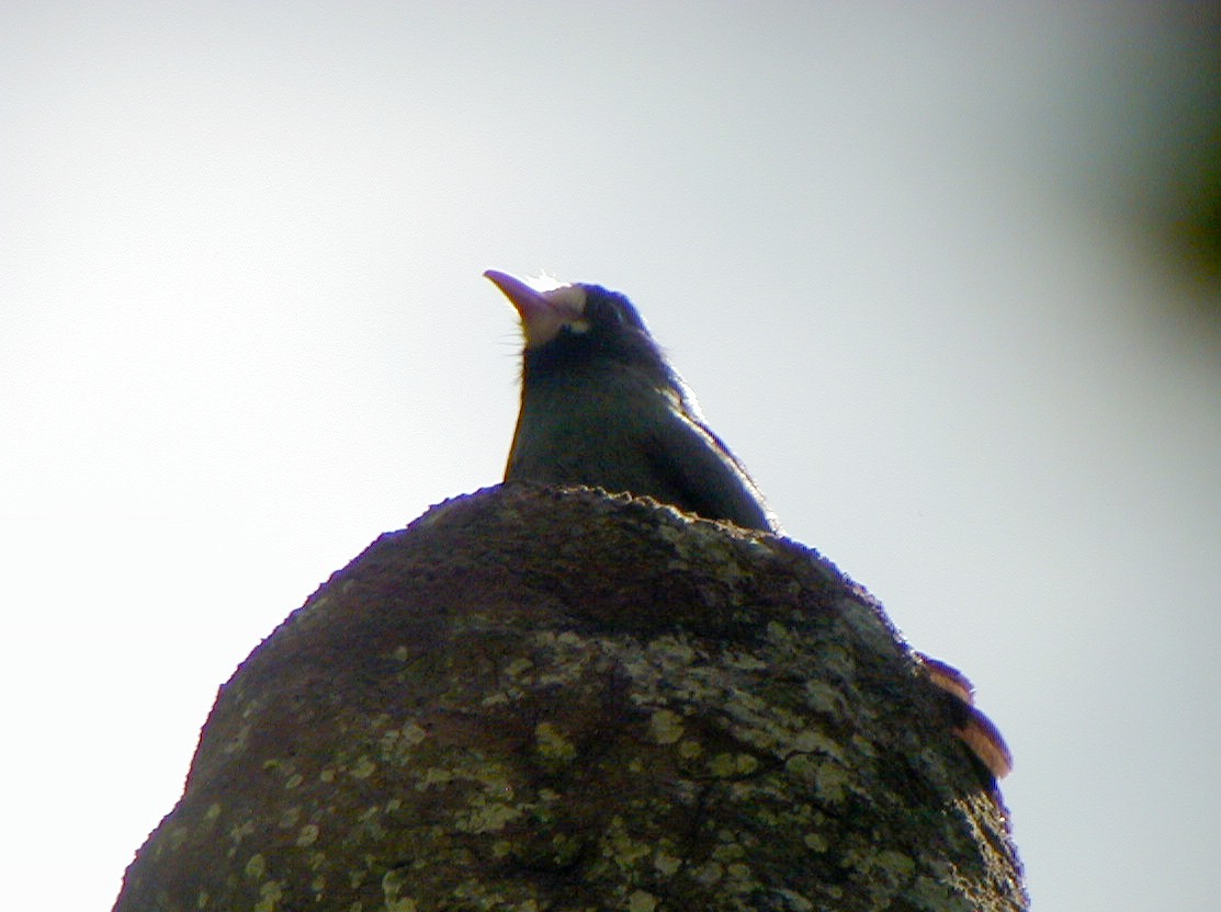 White-fronted Nunbird - ML114219631