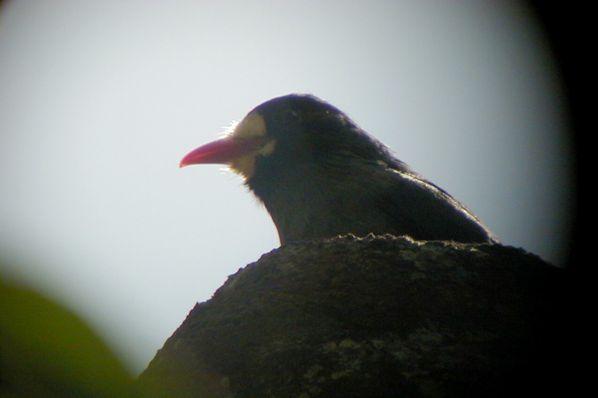 White-fronted Nunbird - ML114219641