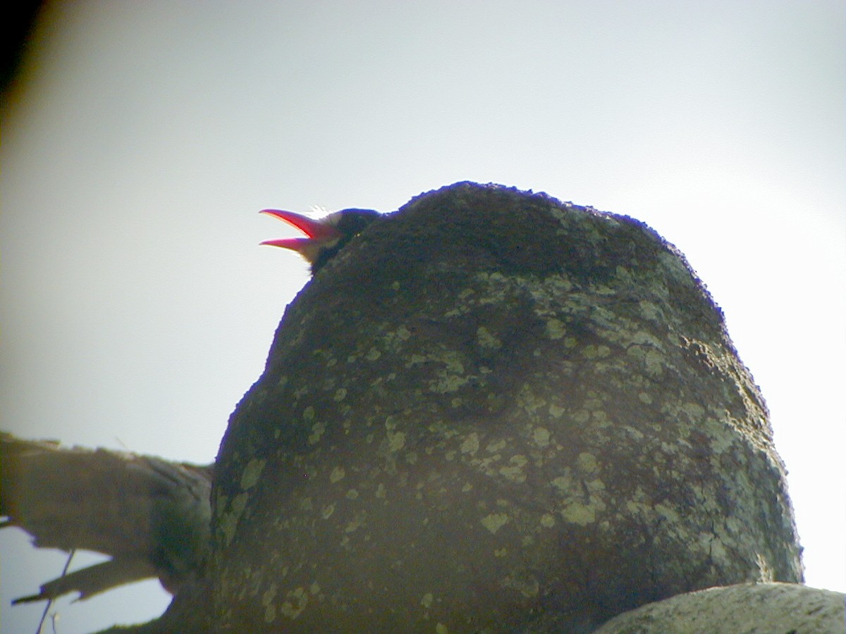 White-fronted Nunbird - ML114219651