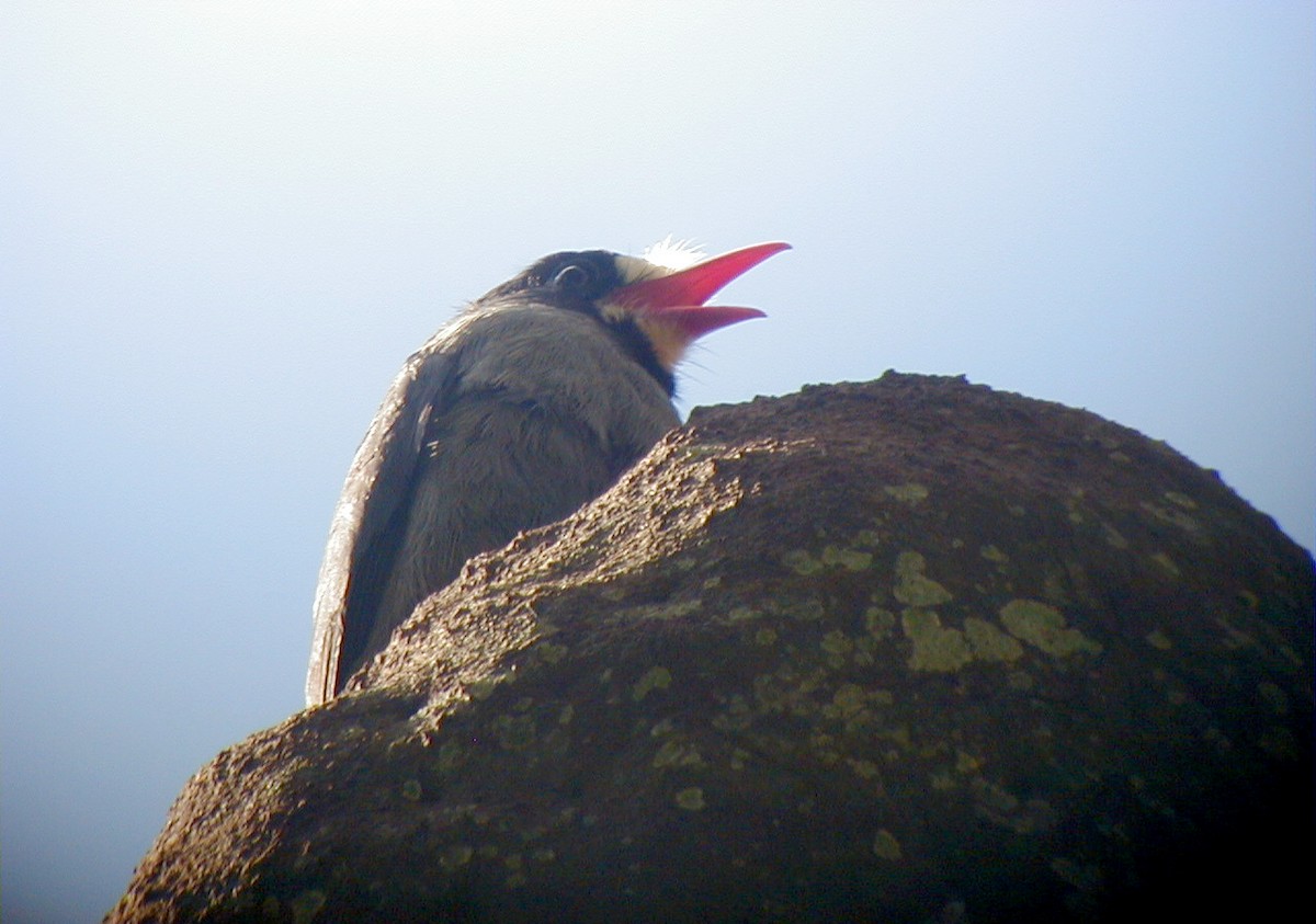 White-fronted Nunbird - Jay McGowan