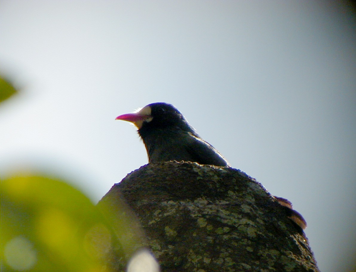 White-fronted Nunbird - Jay McGowan