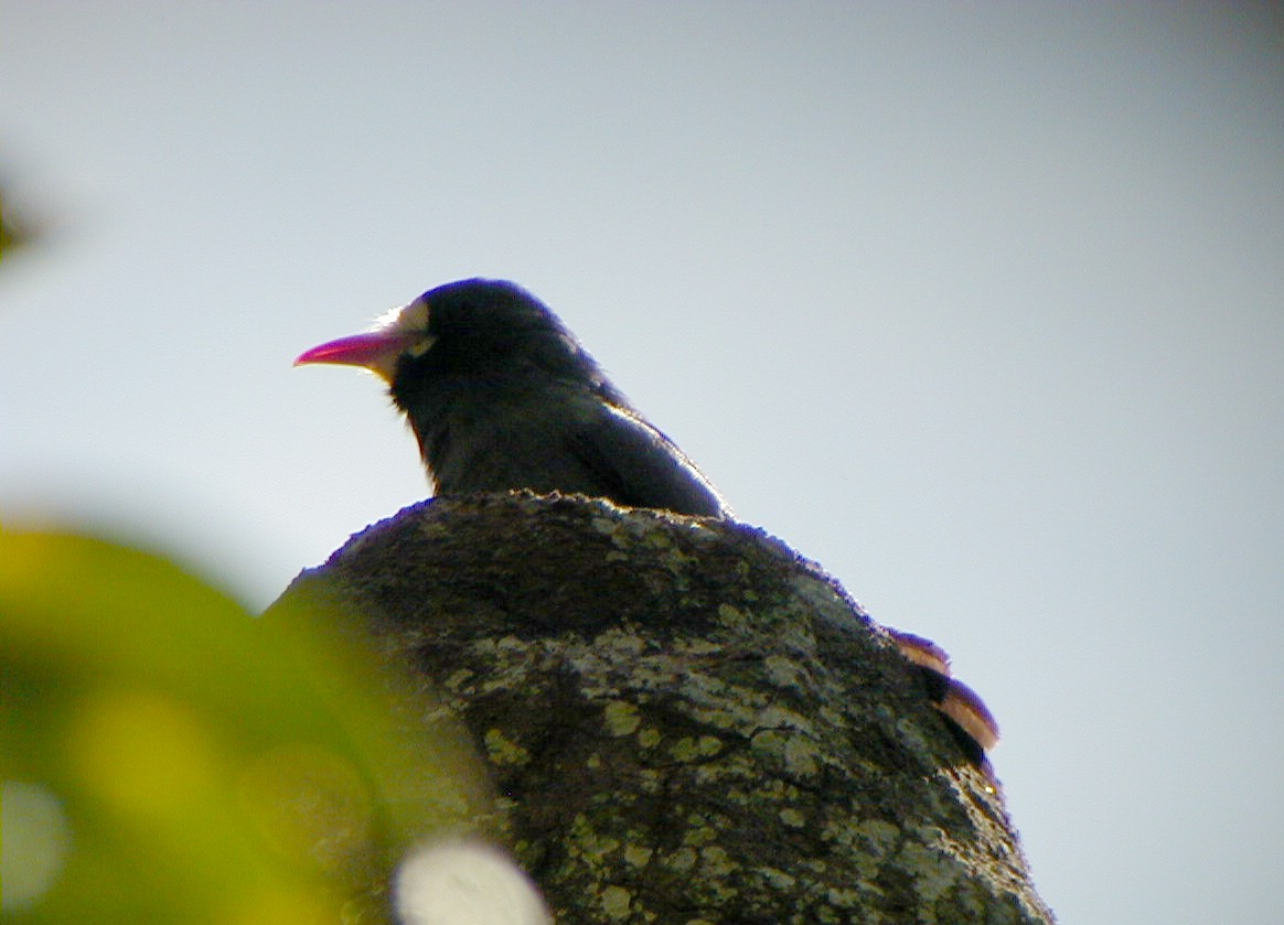 White-fronted Nunbird - ML114219681