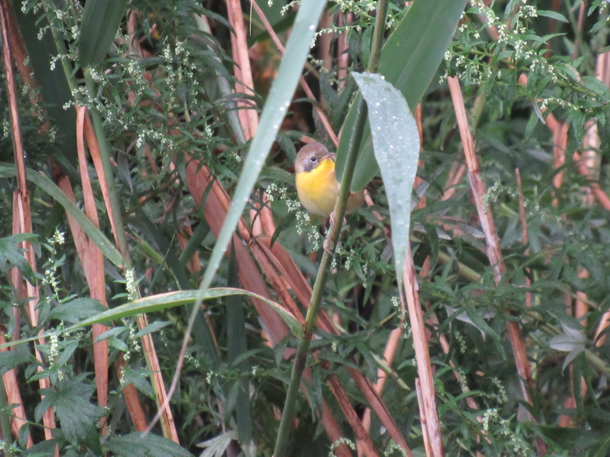 Common Yellowthroat - ML114221391