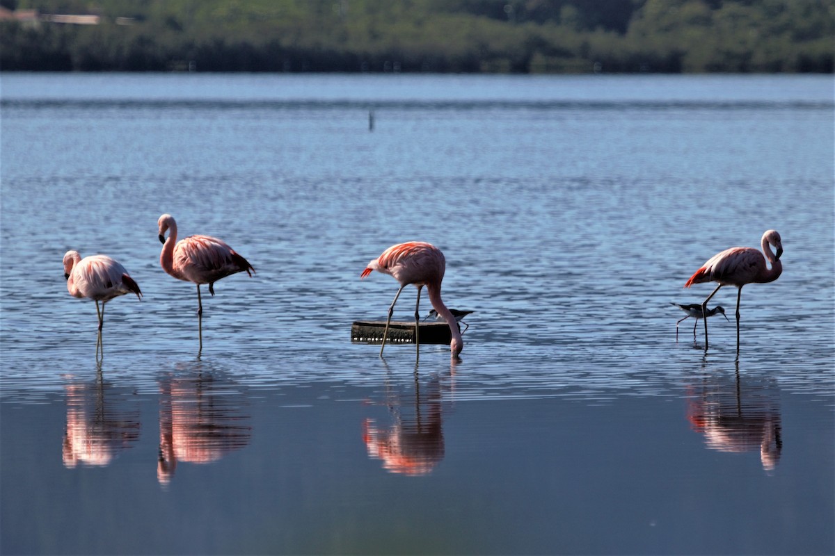Chilean Flamingo - ML114222611