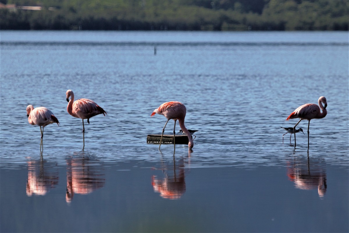 Chileflamingo - ML114222611