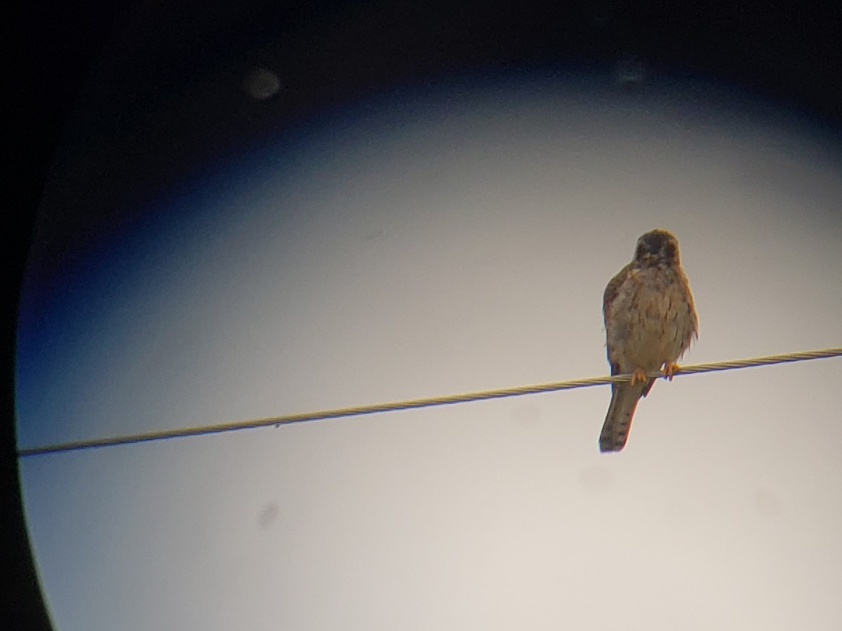 American Kestrel - ML114225881