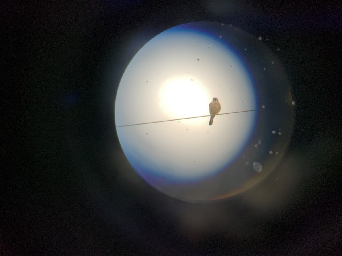 American Kestrel - ML114225931