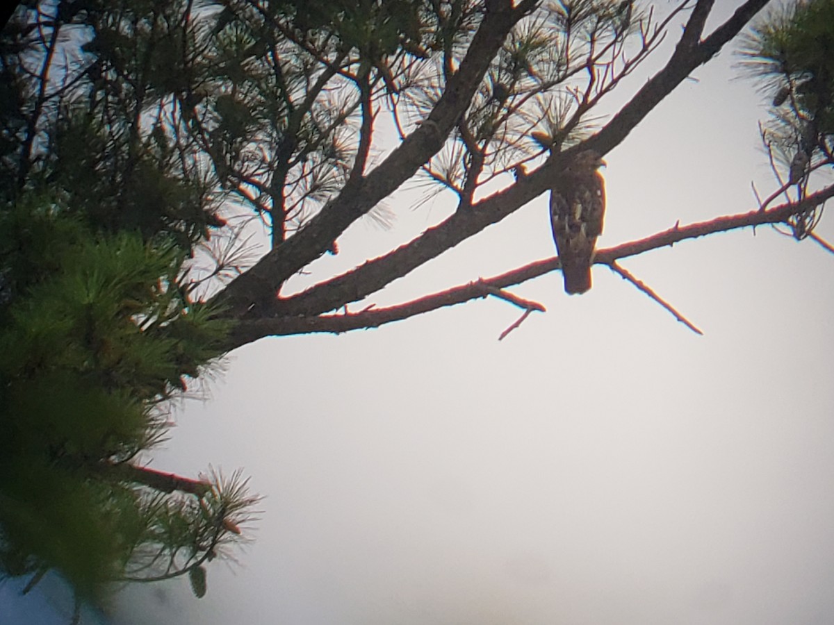 Red-shouldered Hawk - ML114226001