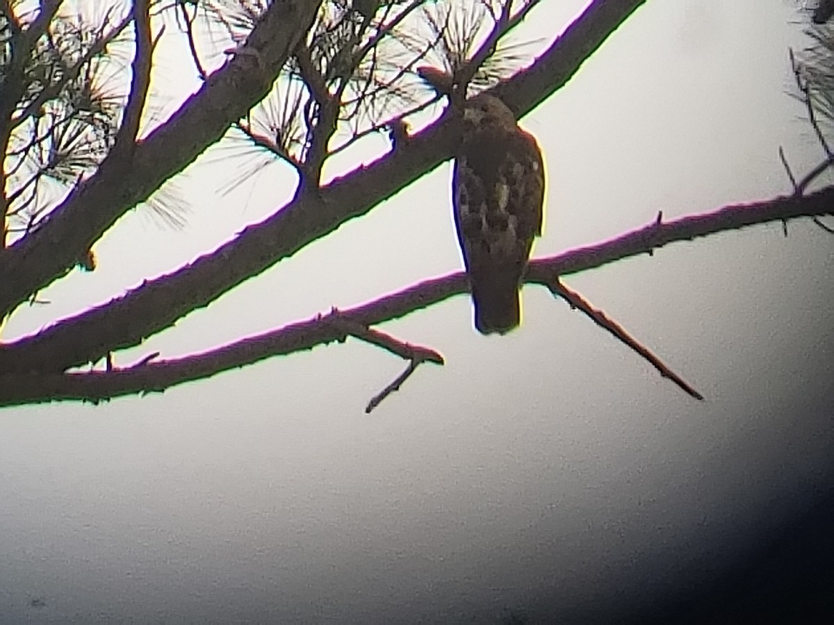 Red-shouldered Hawk - ML114226011