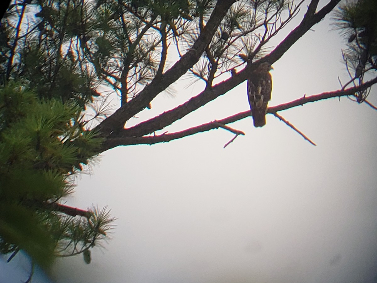 Red-shouldered Hawk - ML114226021