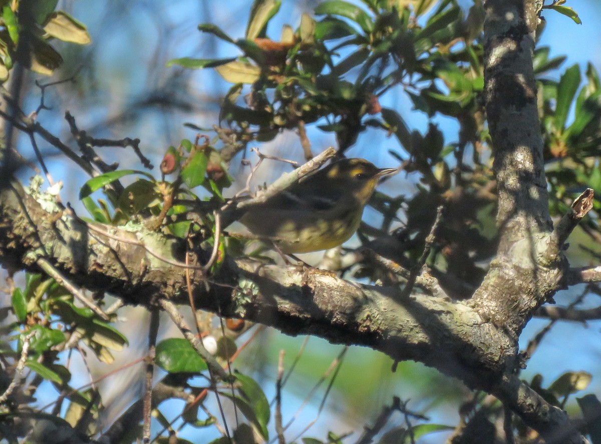 Blackburnian Warbler - ML114226761