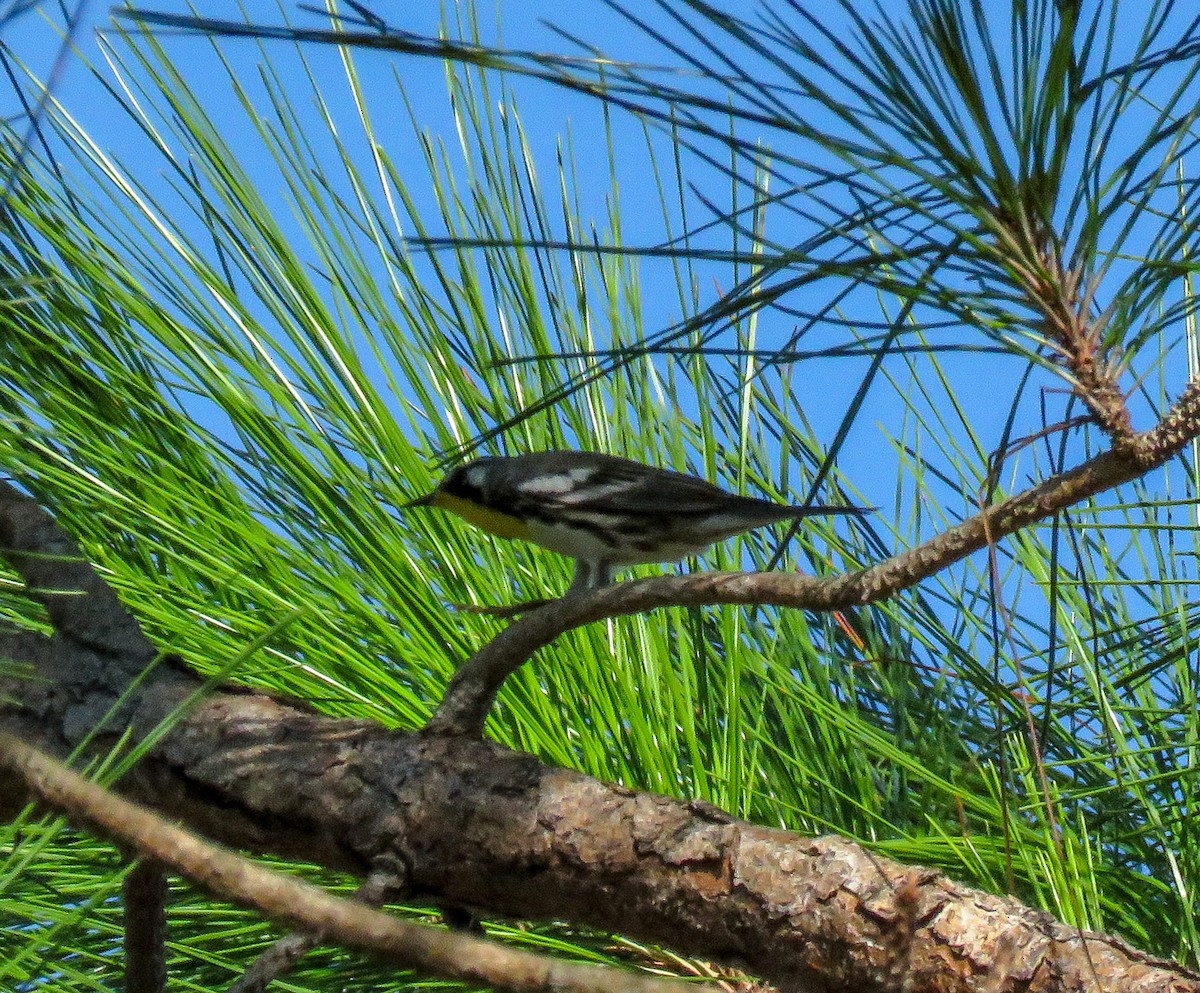 Yellow-throated Warbler - ML114226811