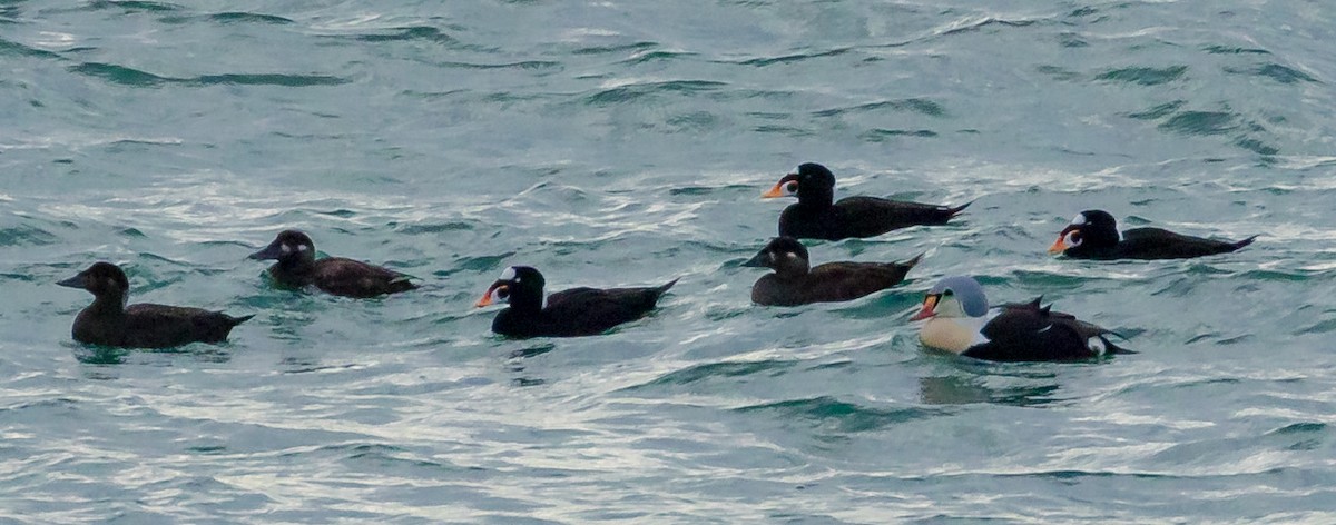 King Eider - ML114227411