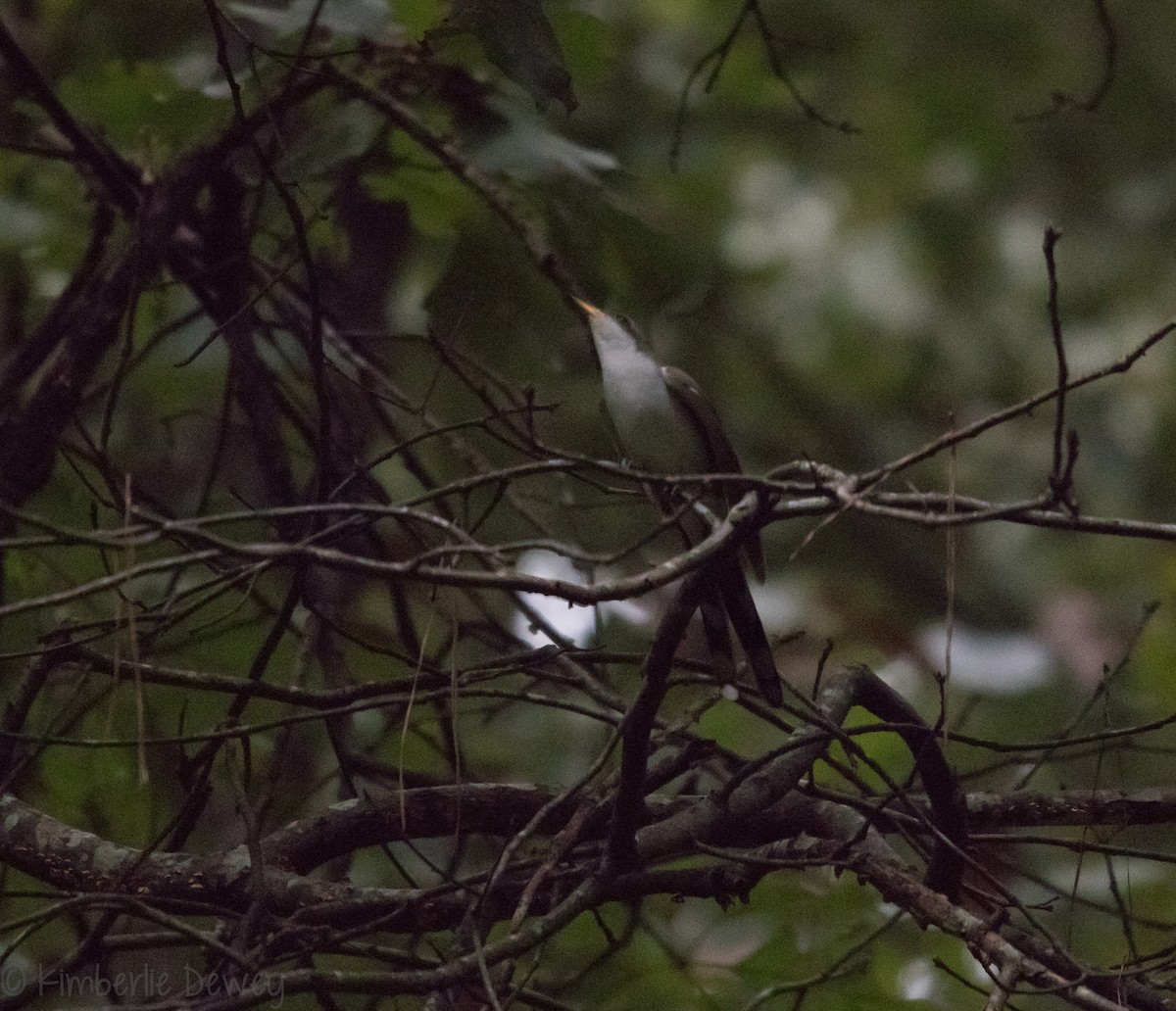Yellow-billed Cuckoo - ML114227561