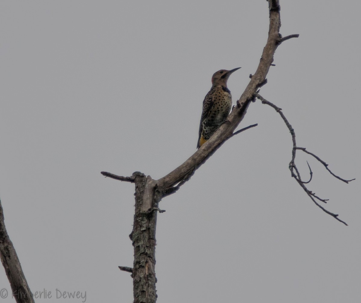 Northern Flicker - ML114227581