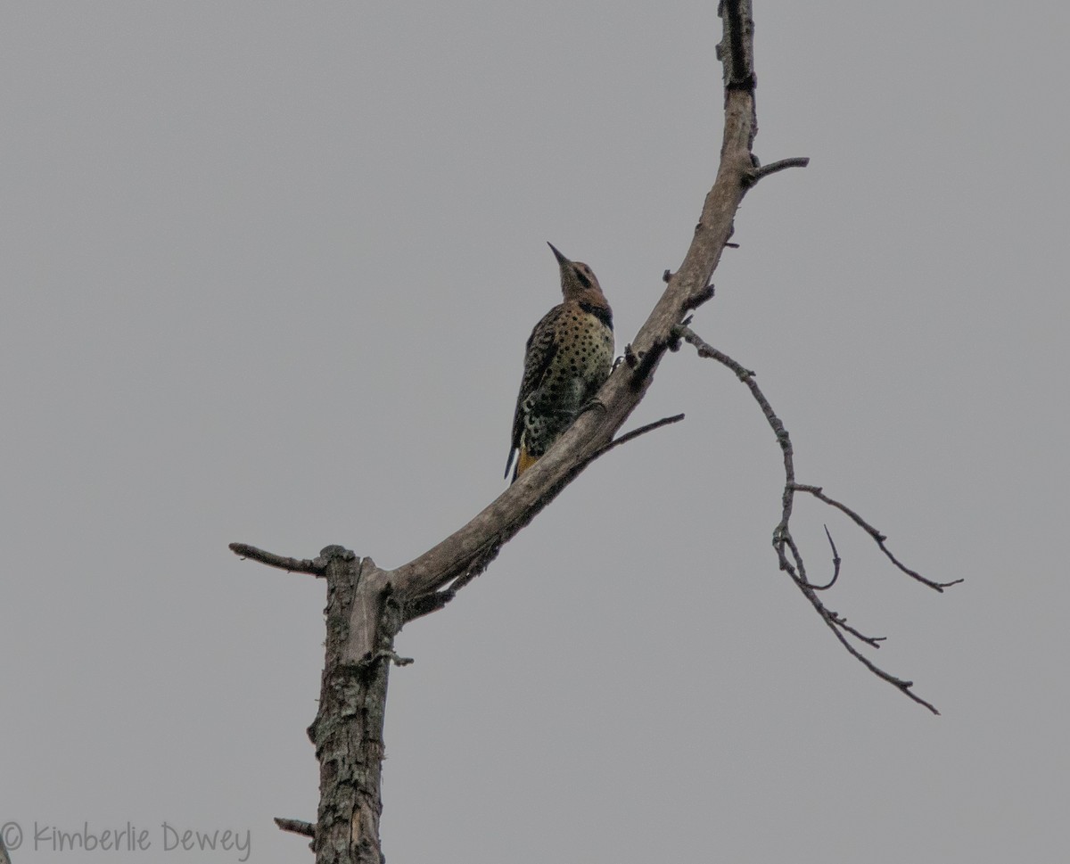 Northern Flicker - ML114227591