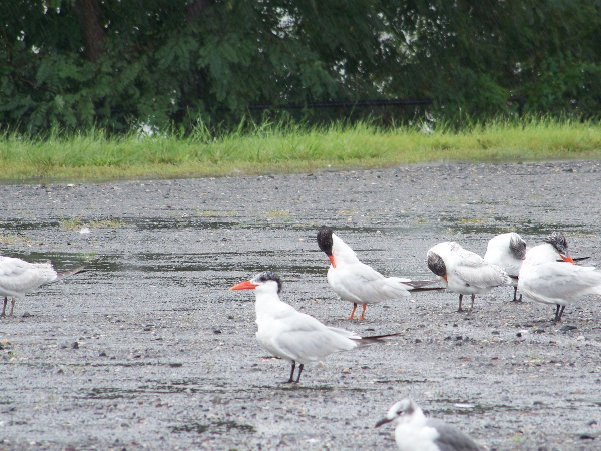 Caspian Tern - ML114227631