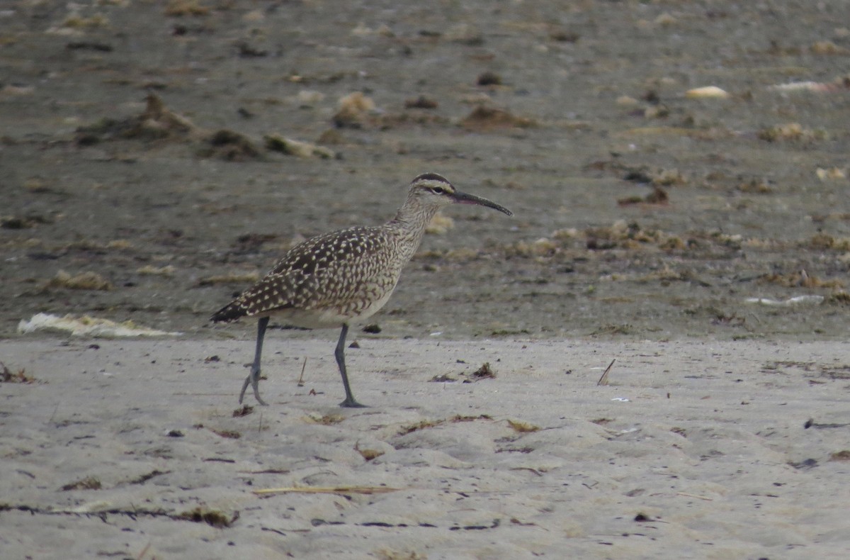 Whimbrel - ML114227651