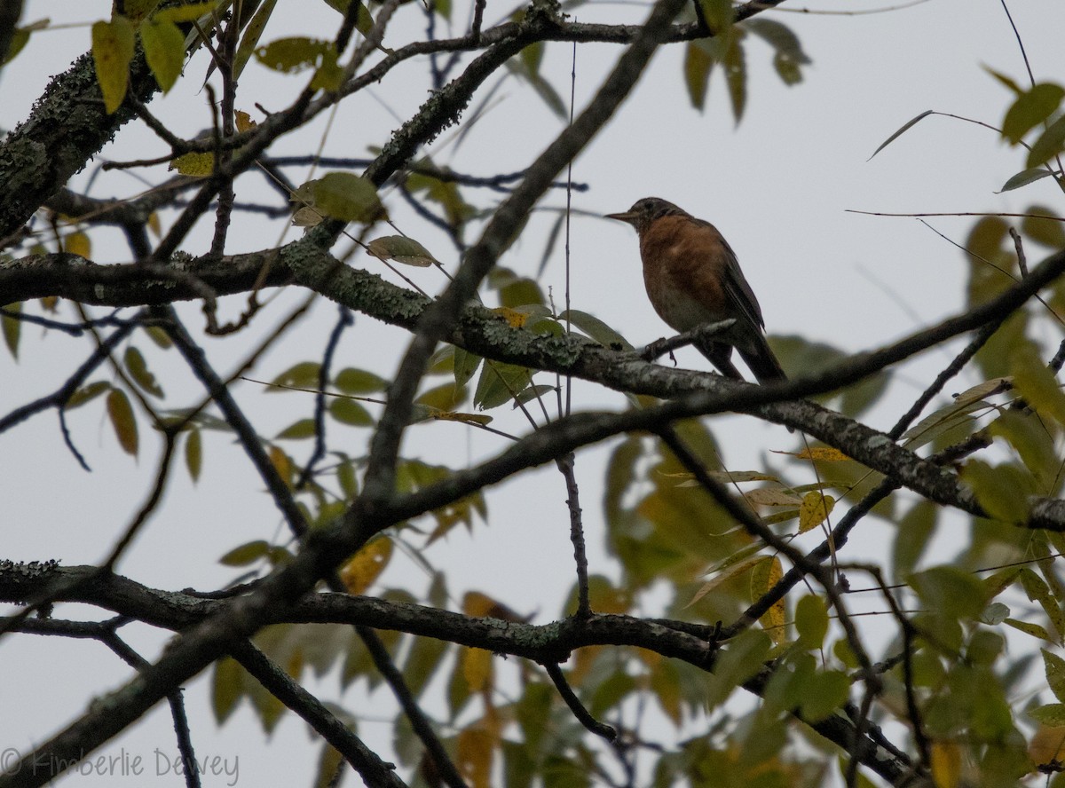 American Robin - ML114227771