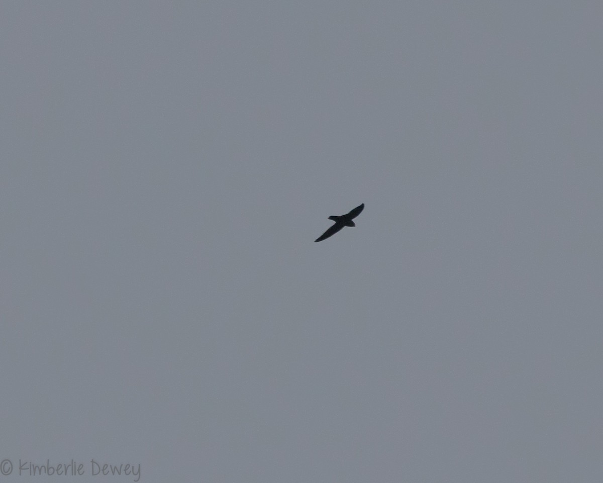 Chimney Swift - ML114227801