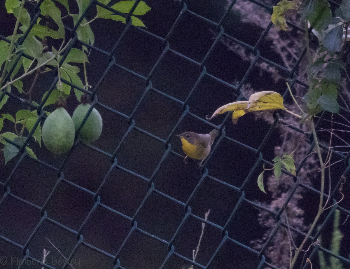 Common Yellowthroat - ML114227931