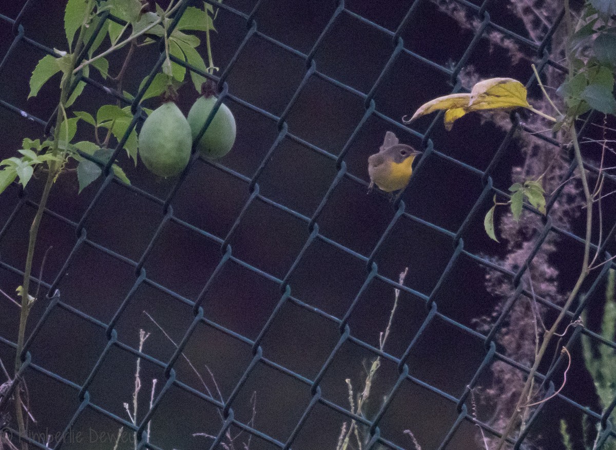 Common Yellowthroat - ML114227941