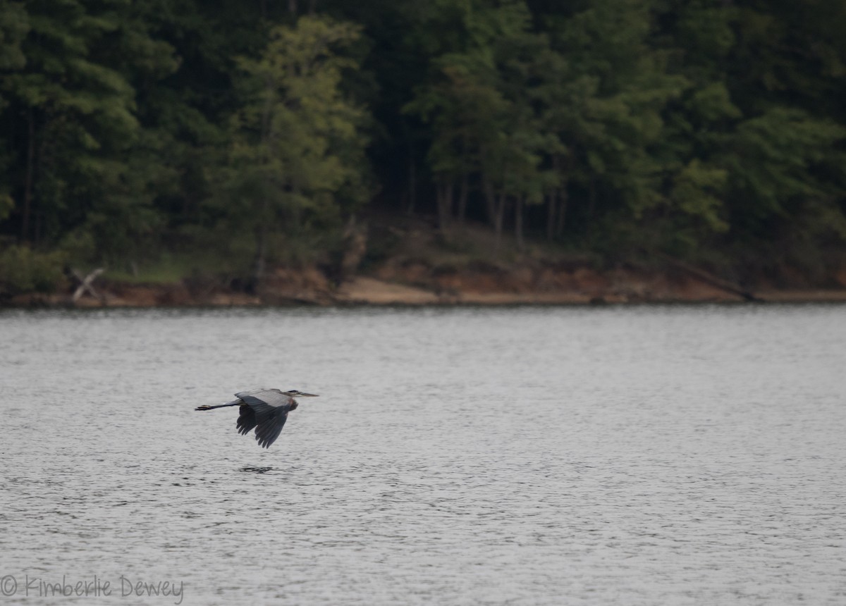 Great Blue Heron - ML114228231