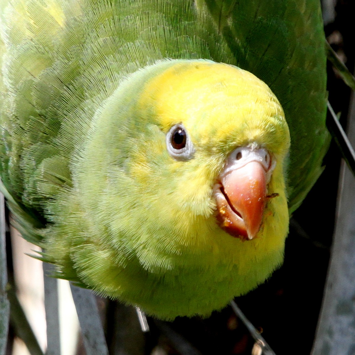 Yellow-chevroned Parakeet - Pedro Ayres