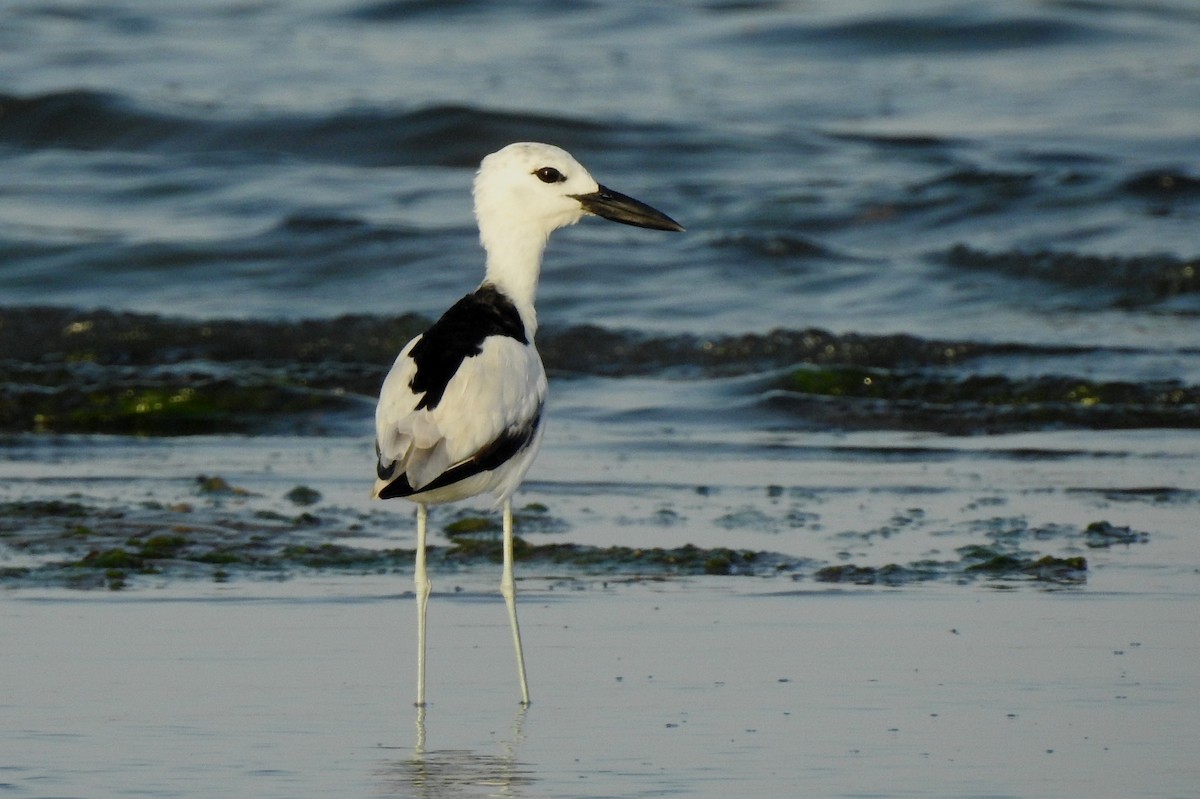 Crab-Plover - ML114231371