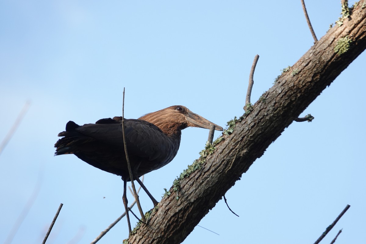 Hamerkop - ML114232331