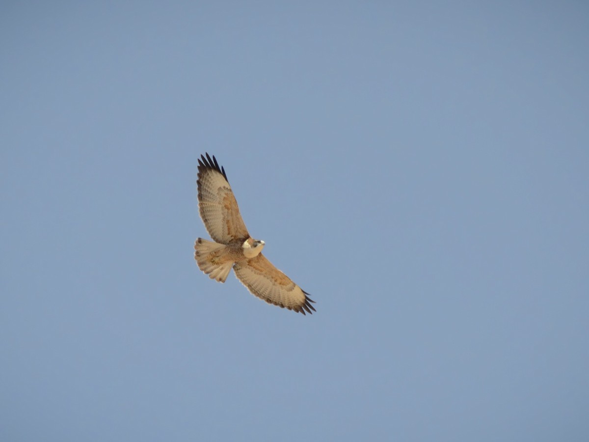 Variable Hawk - ML114233631