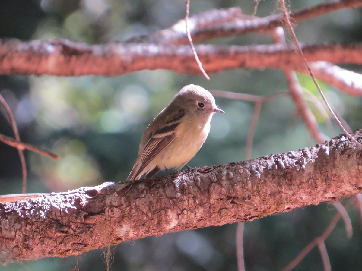 Western Flycatcher (Pacific-slope) - ML114234271