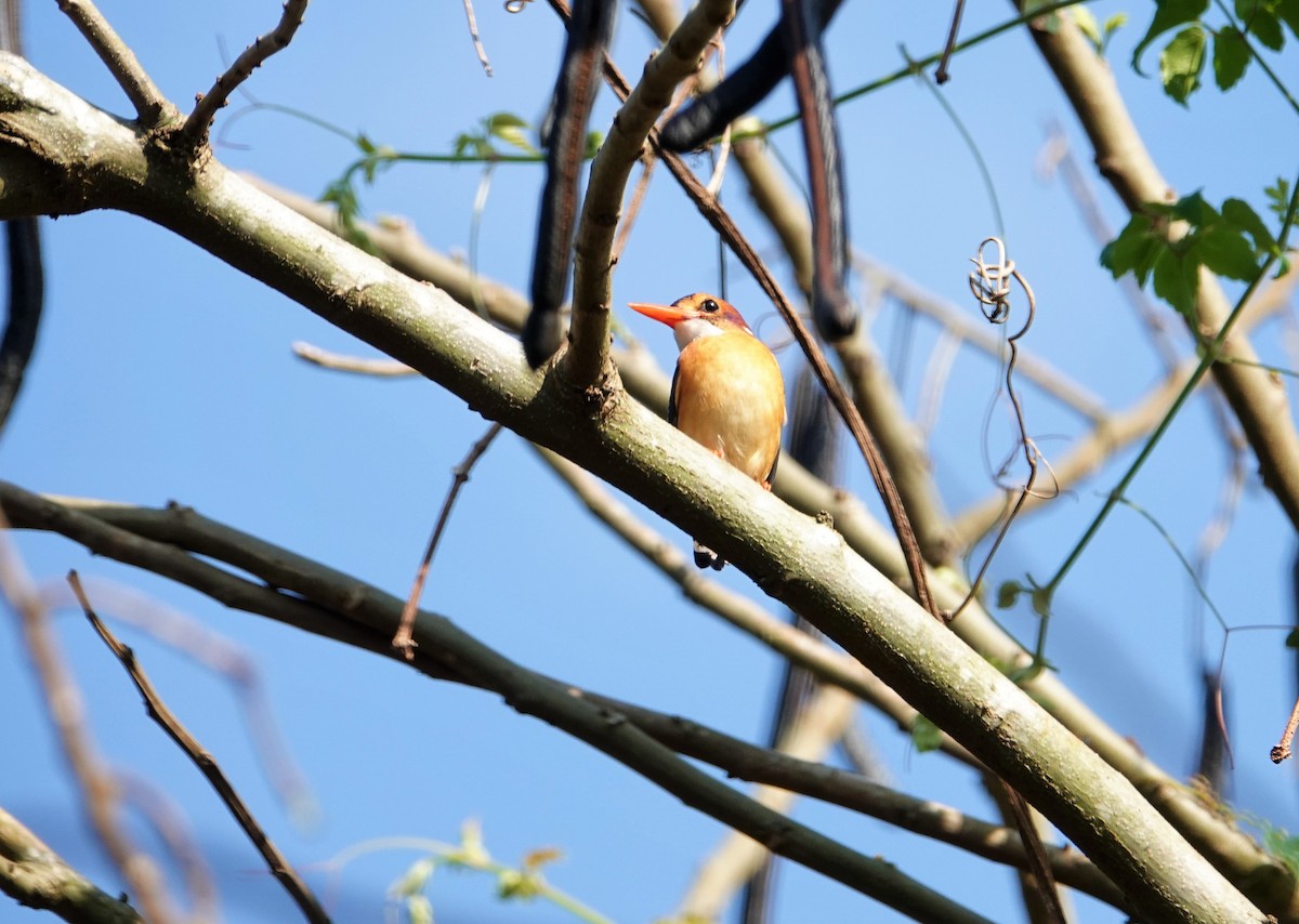 African Pygmy Kingfisher - ML114236721