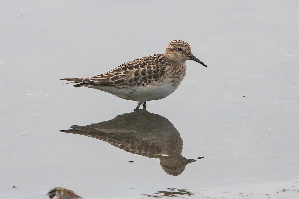 Baird's Sandpiper - ML114238401