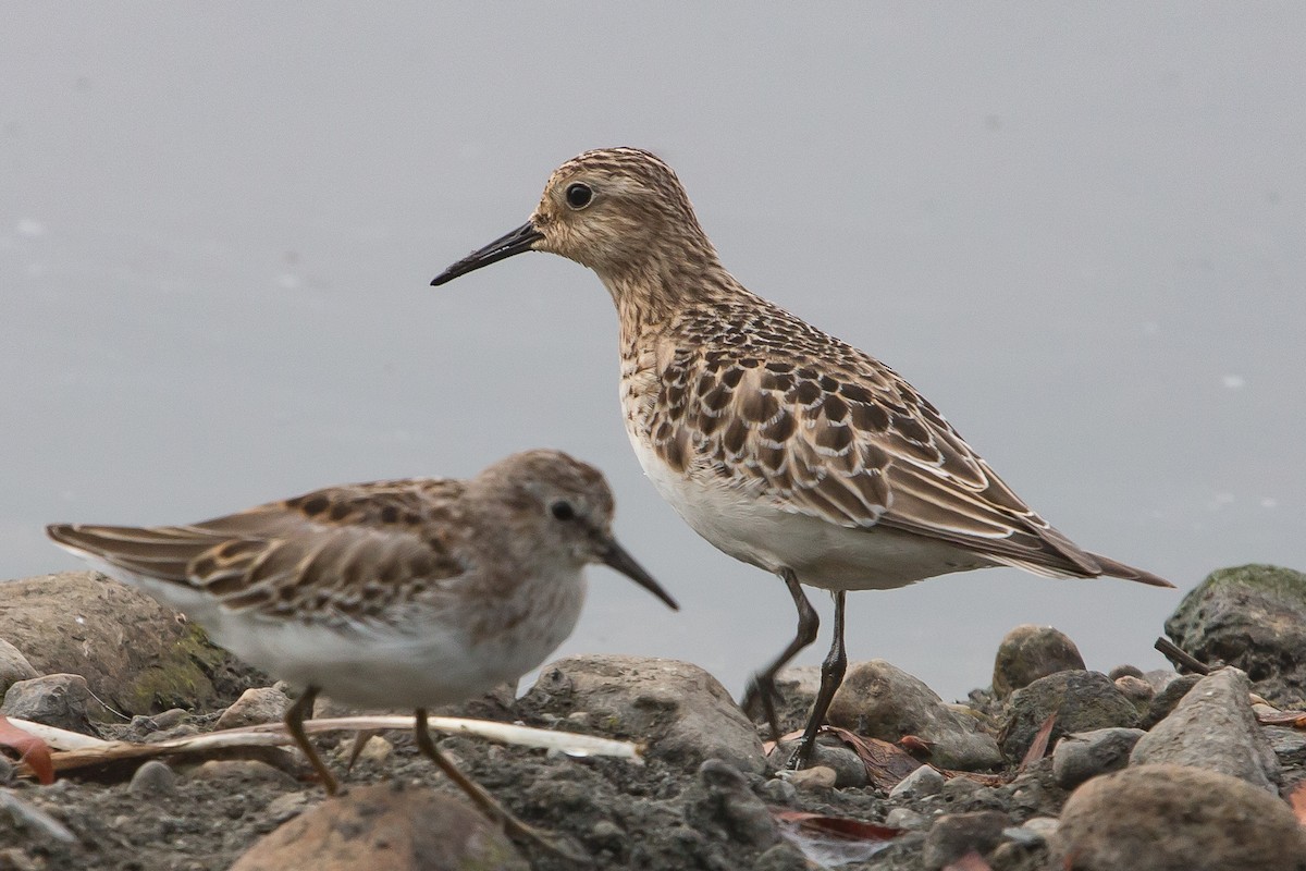 Baird's Sandpiper - ML114238431