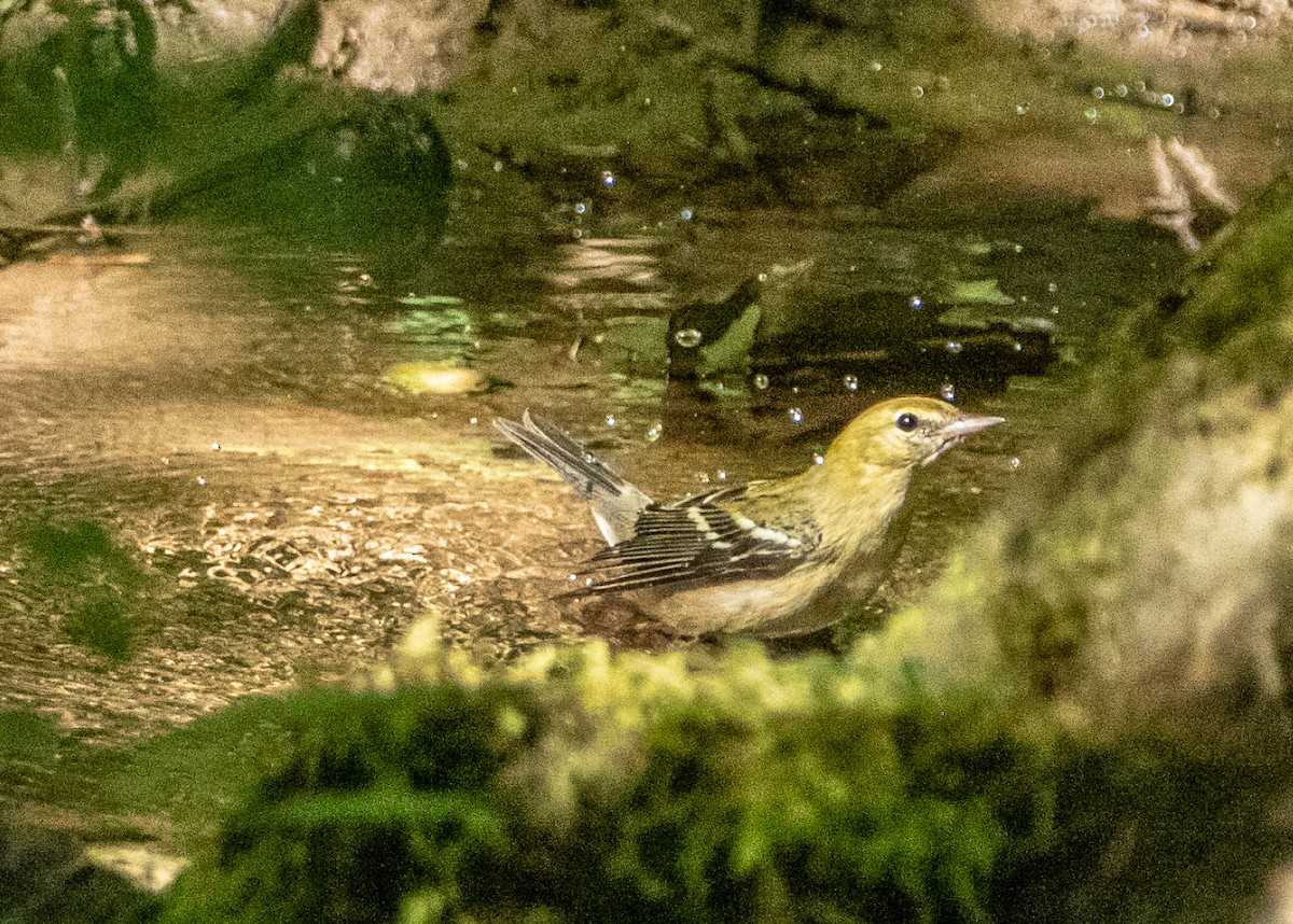Bay-breasted Warbler - ML114238601