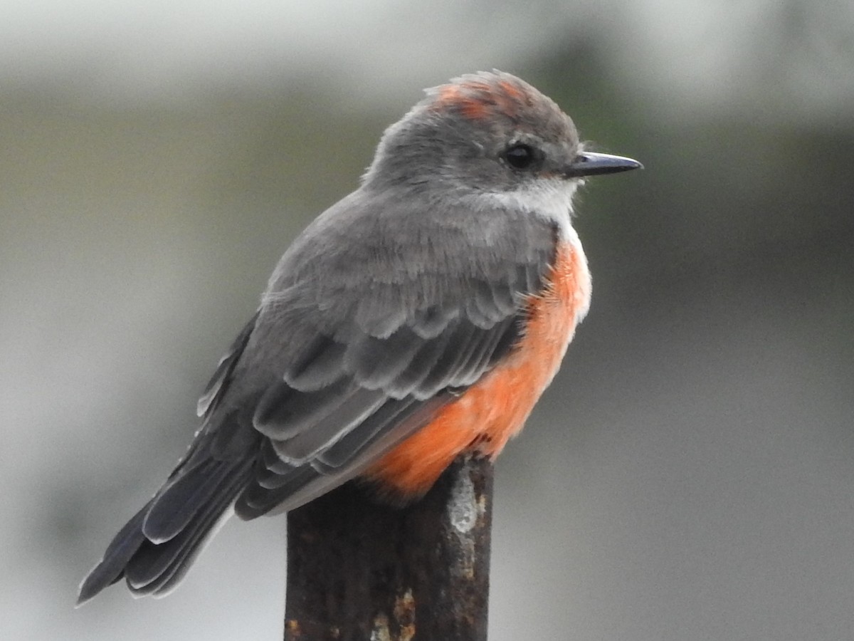 Vermilion Flycatcher - Pamela Goolsby