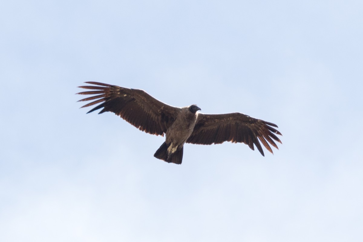 Andean Condor - ML114239431