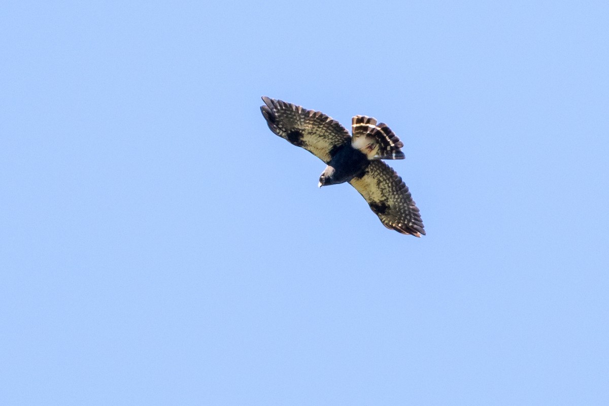 White-rumped Hawk - Rob Felix