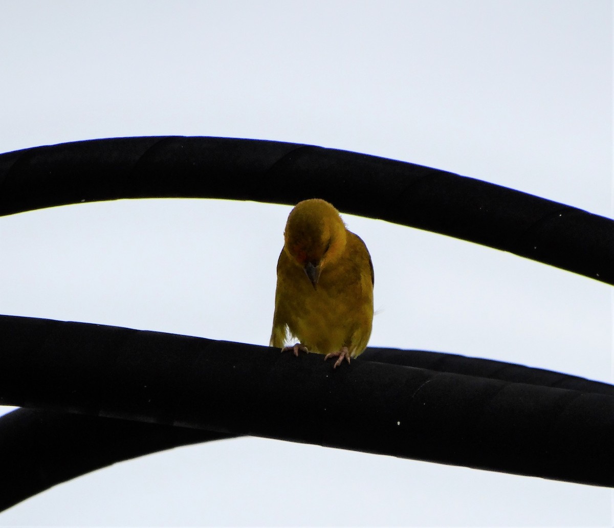 Orange-fronted Yellow-Finch - ML114239751