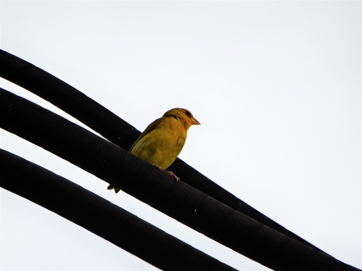 Orange-fronted Yellow-Finch - ML114239861