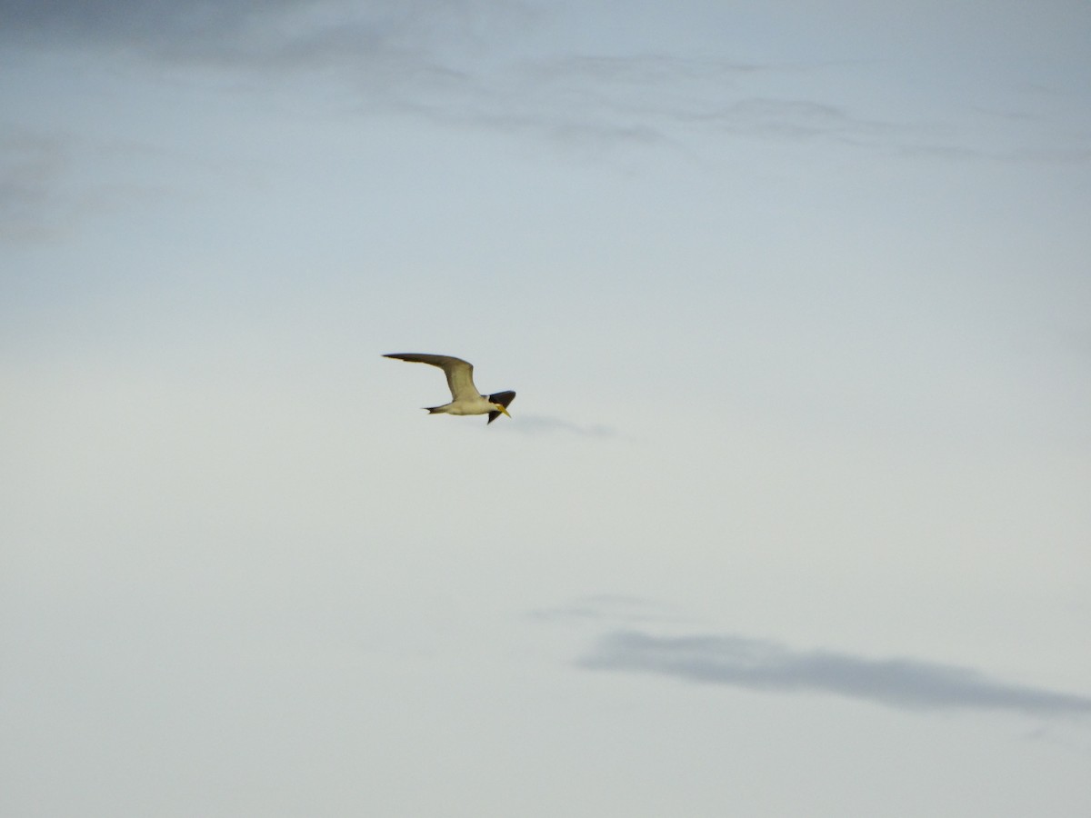 Large-billed Tern - Ana Paula Alminhana Maciel