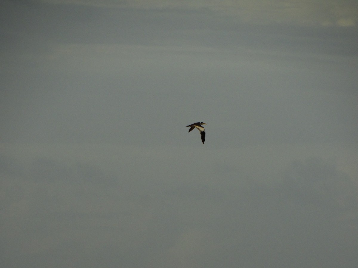 Large-billed Tern - ML114240241