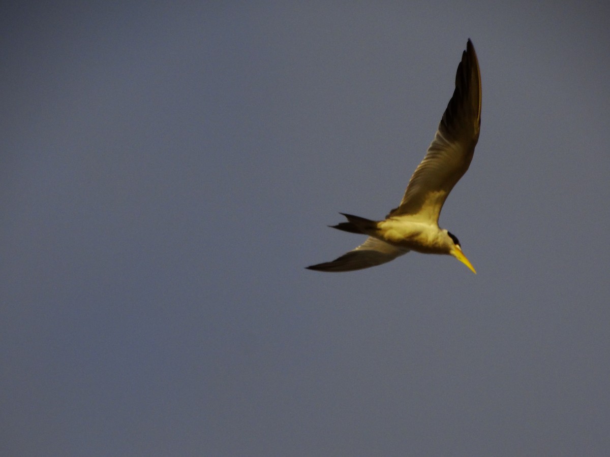 Large-billed Tern - Ana Paula Alminhana Maciel