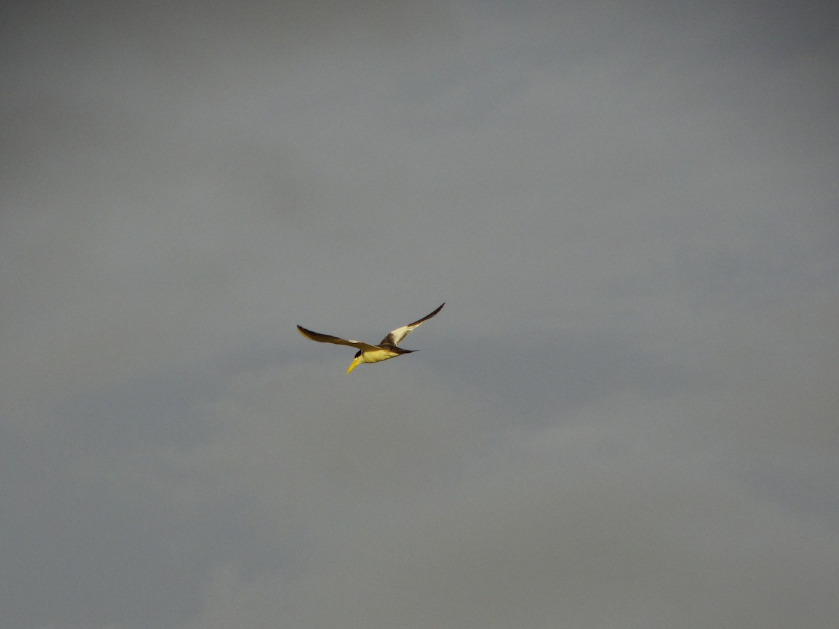 Large-billed Tern - ML114240271